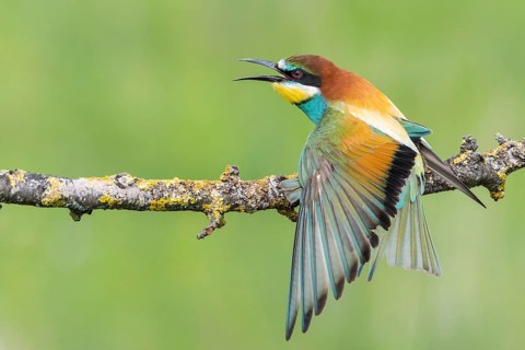 European Bee-eater (Merops apiaster) calling, perched on a branch, Subotica, Serbia