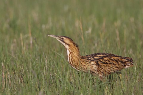 Eurasian Bittern (Botaurus stellaris) foraging, Austria