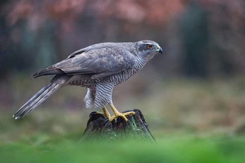 Northern Goshawk (Accipiter gentilis) female, Netherlands