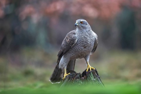 Northern Goshawk (Accipiter gentilis) female, Netherlands
