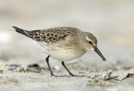 White-rumped Sandpiper (Calidris fuscicollis), Texas, USA