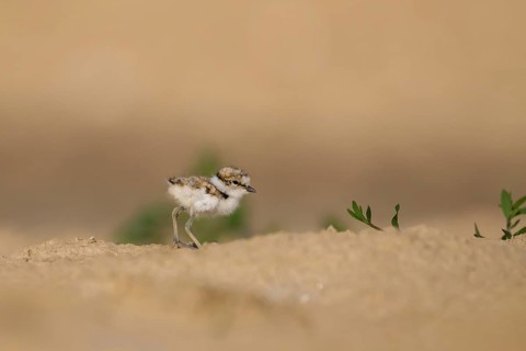 Little Ringed Plover (Charadrius dubius) chick, North Rhine-Westphalia, Germany