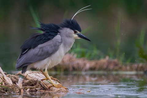 Black-crowned Night Heron (Nycticorax nycticorax), Subotica, Serbia