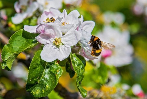 Erdhummel (Bombus terrestris) sammelt Nektar an an blühendem Apfelbaum (Pyrus malus), Hessen,