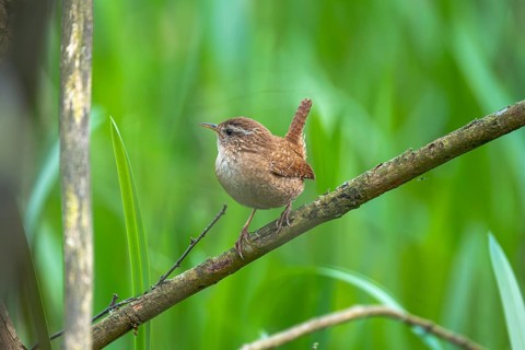 A wren (Troglodytes troglodytes) sitting on a branch, animal photo, bird, bird species, nature