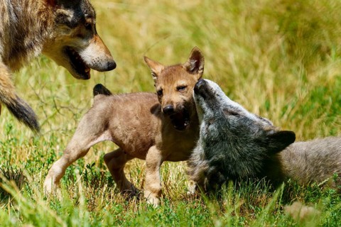 Two wolf pups playing on a green meadow, accompanied by an adult wolf, Timberwolf, wolf, American