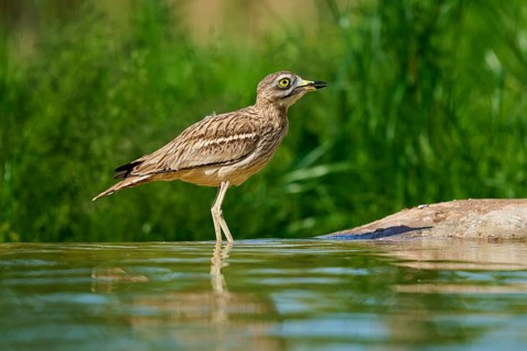 A bird with a watchful gaze at a waterhole in a green environment, Stone Curlew (Burhinus