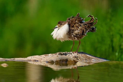 A bird with spread plumage stands on a rock in the water against a green, natural background, Ruff