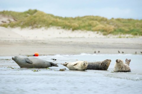 Several harbour seals (Phoca vitulina), seals, group, resting at low tide at the edge of the water,