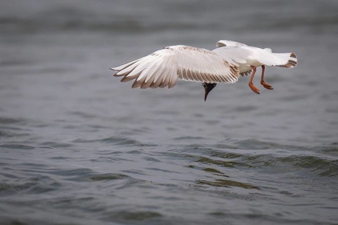 Black-headed gull (Chroicocephalus ridibundus) in summer plumage, looking for small fish, near