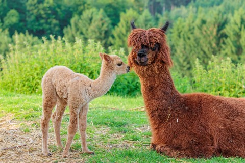 A freshly born white alpaca (Vicugna pacos) stands in front of its brown mother and sniffer on her