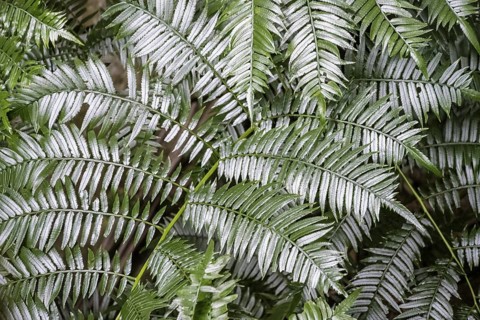 Fern leaf, dense forest, Graskop Gorge or Graskopkloof, Graskop, Mpumalanga, South Africa
