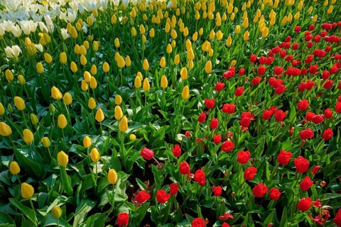 Bed of white, yellow and red tulips in full bloom, Keukenhof, Lisse, province of South Holland,