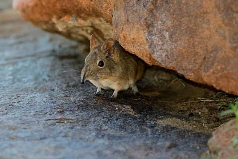 Short-eared elephant shrew (Macroscelides probosideus), adult, foraging, Mountain Zebra National