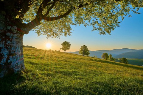 Gentle sunset over a quiet meadow with a large beech tree in the foreground, spring, Schauinsland,