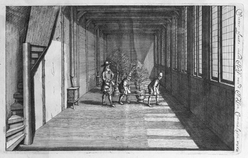 Growing, cultivating and overwintering citrus fruits, copperplate engraving from Nederlantze