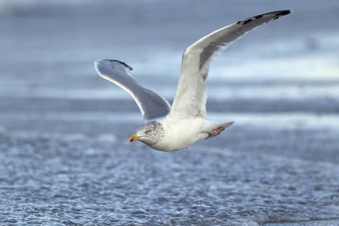 Silbermöwe; lat. Larus argentatus; Alterskleid; Ruhekleid; im Flug über dem Spülsaum der