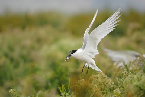Sandwich Tern (Thalasseus sandvicensis) flying, Farne Island, United Kingdom