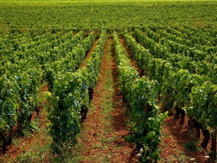 Lush green grapevines dominate the landscape of Cote d'Or in Burgundy, Auvergne-Rhone-Alpes, France