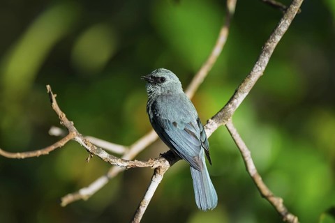 Lazuli flycatcher (Eumyias thalassinus), Sandakan, Sabah, Malaysia