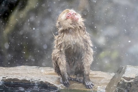 Japanese macaque (Macaca fuscata), wet, bathing, shaking the water out of its fur, in winter,