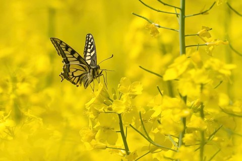A Swallowtail (Papilio machaon) resting on a rape blossom in the sunshine, Hesse, Germany