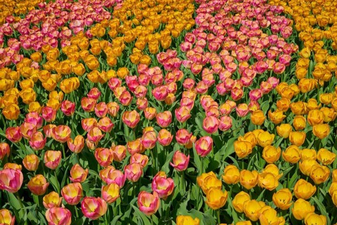 A vibrant flower field with yellow and pink tulips in full bloom, representing spring, Keukenhof,
