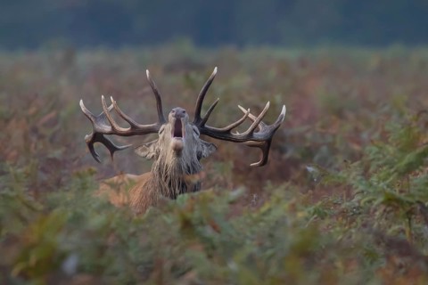 Red deer (Cervus elaphus) adult animal male stag roaring during the rutting season, England, United