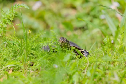A European pond turtle (Emys orbicularis), makes its way through the green meadow next to the pond