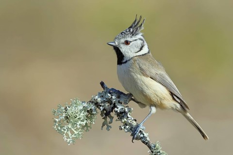 Crested Tit (Lophophanes Scalloped ribbonfish), on a branch overgrown with lichen, Wilnsdorf, North