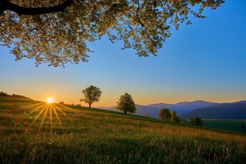 Green meadow with trees at sunrise, warm sunbeams flood the landscape, spring, Schauinsland,