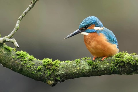 Cavity-nesting bird... Kingfisher (Alcedo atthis) with soil on its beak, probably just digging at