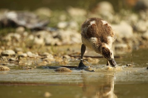 Egyptian goose (Alopochen aegyptiaca) young bird eating fish waste in a gravel pit, Allgäu,