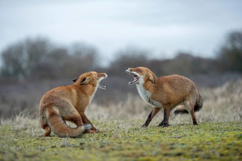 Snarling... Fox, red fox (Vulpes vulpes), two foxes, red foxes have come into conflict with each