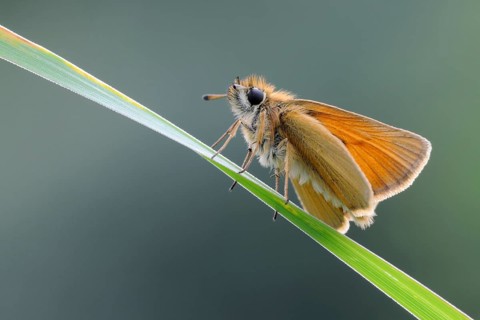 Atypical butterfly... Essex skipper (Thymelicus lineola), whimsical, relatively common butterfly on