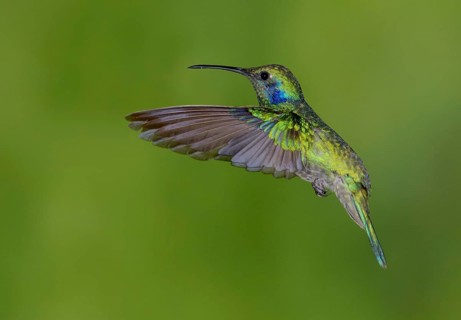 Green Violetear Hummingbird (Colibri thalassinus) - San Gerrardo de Dota, Costa Rica