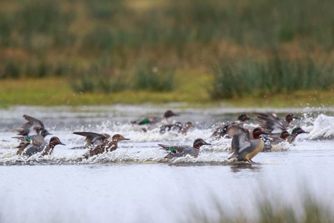 Eurasian Teal (Anas crecca) group landing, North Rhine-Westphalia, Germany