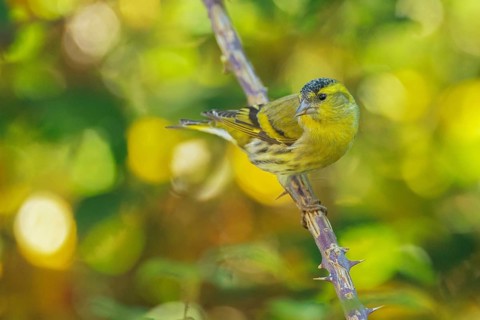 Eurasian Siskin (Spinus spinus) male, Abruzzo, Italy