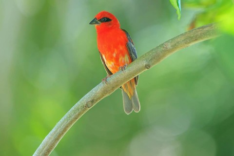 Red Fody (Foudia madagascariensis) male, Bird Island, Seychelles