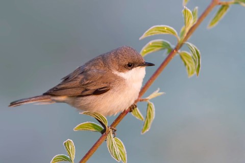 Lesser Whitethroat (Sylvia curruca), Baden-Wuerttemberg, Germany