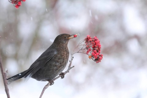 Common Blackbird (Turdus merula) female, Lower Saxony, Germany