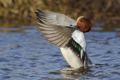 Eurasian Wigeon (Mareca penelope) male, Utrecht, Netherlands