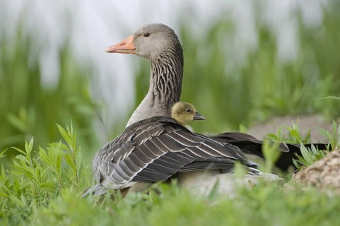 Greylag Goose (Anser anser) with chicks, Saxony, Germany