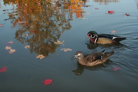 Wood Duck (Aix sponsa), Ohio, USA