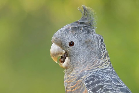 Gang-gang Cockatoo (Callocephalon fimbriatum) female, Victoria, Australia