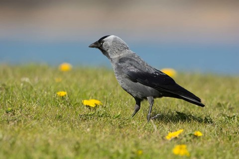 Western Jackdaw (Coloeus monedula) perched in a meadow, Mecklenburg-Western Pomerania, Germany