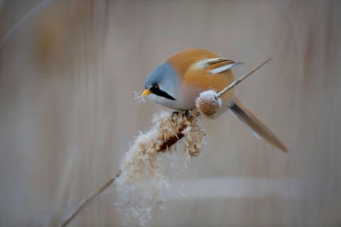 Bearded Reedling (Panurus biarmicus) male feeding on cattail seed, Thuringia, Germany