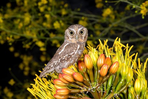 Elf Owl Micrathene whitneyi Tucson, Arizona, United States 3 May Adult Strigidae