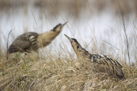 Eurasian Bittern (Botaurus stellaris), Burgenland, Austria
