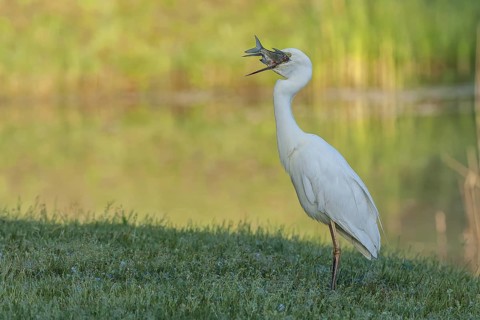 Silberreiher (Casmerodius albus) Great Egret